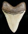 Megalodon Shark Tooth - Serrated #4563-3